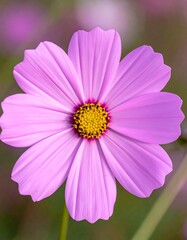 Fototapeta premium Close-up of a delicate pink flower (1)