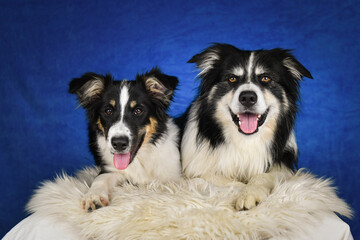 Two happy Border Collie dogs posing together in studio.Portrait of two cheerful Border Collie dogs lying side by side on a fluffy rug, looking at the camera with tongues out. Studio shot with blue