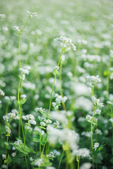 Fototapeta premium 蕎麦の花