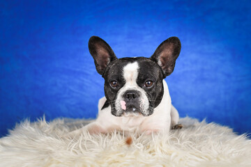 French Bulldog Posing on Faux Fur with Blue Background. A black and white French Bulldog with distinctive facial markings lies on a soft white faux fur rug against a rich blue studio backdrop