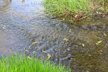 A close-up shot of a shallow stream with clear water flowing over a sandy bottom, with its banks framed by bright green grass. This photo perfectly highlights the texture and movement of the water, cr