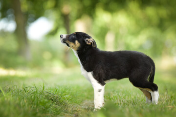 Spring portrait of dog in nature. He is so cute in the nature. He has so lovely face	
