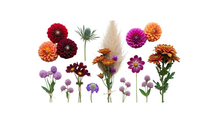 Obraz premium A diverse collection of colorful autumn flowers including dahlias, chrysanthemums, and pampas grass isolated on a pure white background
