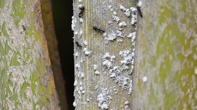 Black ants eating Brevicoryne brassicae. Its common names&nbsp;cabbage aphid&nbsp;and&nbsp;cabbage aphis. Its destructive&nbsp;aphid&nbsp;(plant louse) native to&nbsp;Europe&nbsp;that is now found in many other areas of the world.
