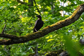 blackbird on a branch