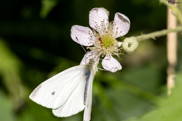 white butterfly on a flower