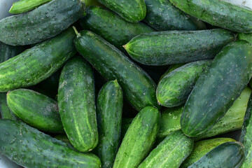 Freshly harvested cucumbers on the wooden table. Green organic cucumber harvest in the garden.