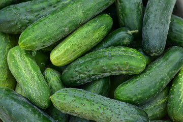 Freshly harvested cucumbers on the wooden table. Green organic cucumber harvest in the garden.