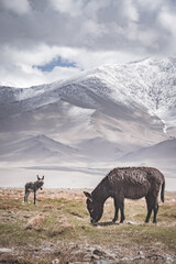 Donkeys walk in a pasture and eat grass in the highlands of the Tien Shan in the Pamirs against a backdrop of mountain peaks and ridges covered with snow and glaciers. A donkey with thick gray fur