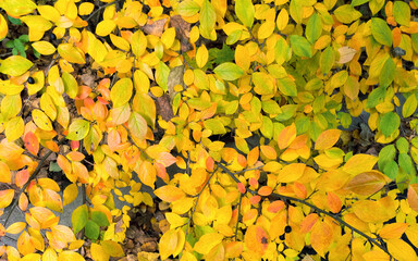 Coloured Vibrant Autumn Leaves Natural Background. Fall Season Yellow Foliage