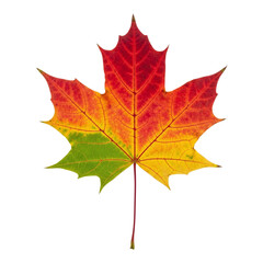Fototapeta premium Vibrant maple leaf displaying a gradient of autumn colors from red and orange to yellow and green, isolated on transparent background