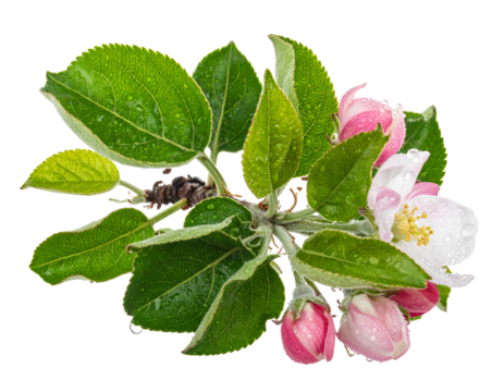 A bunch of apple blossoms with green leaves and a small, developing apple.