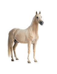 Obraz premium A light-cream palomino horse stands, facing forward, against a black background. Its mane and tail are the same color, and its coat is smooth