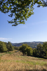 Obraz premium landscape with trees and blue sky