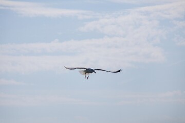 Obraz premium seagull flying in the sky