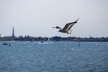 seagull flying in the sky
