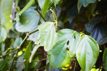 Black Pepper Plant with Green Peppercorns Growing on Vine in Organic Spice Plantation. Macro Photography Green Black Peppercorns on Plant Vine with Fresh Leaves in Herbal Farm. Fresh Black Pepper Vine