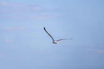 seagull flying in the sky