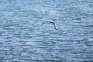 seagull in flight