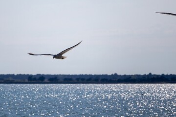 seagull flying in the sky