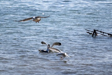 seagulls in flight