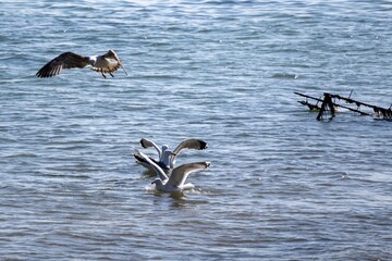 seagulls in flight