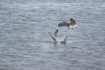 seagulls in flight