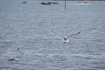 seagull flying over the sea
