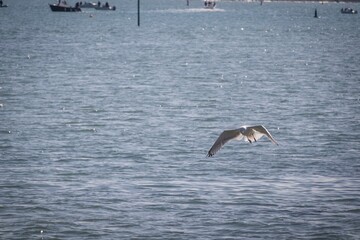 Naklejka premium seagulls in flight
