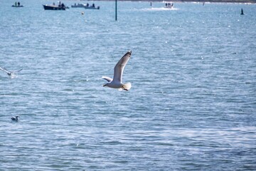 seagulls in flight