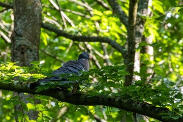 bird on a branch