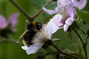 bumblebee on a flower