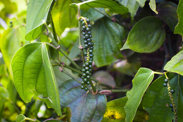 Black Pepper Plant with Green Peppercorns Growing on Vine in Organic Spice Plantation. Macro Photography Green Black Peppercorns on Plant Vine with Fresh Leaves in Herbal Farm. Fresh Black Pepper Vine