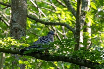 bird on a tree