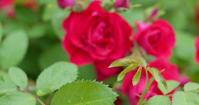 A red rose, a rosehip flower with raindrops on the petals, appears in sharpness