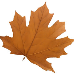Fototapeta premium A vibrant collection of maple and oak leaves in red, orange, and yellow fall color describes this autumn image.