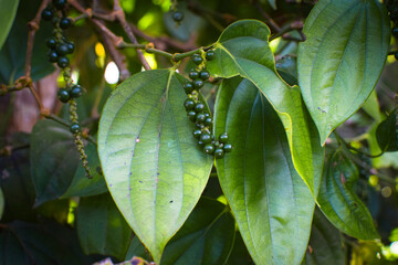 Black Pepper Plant with Green Peppercorns Growing on Vine in Organic Spice Plantation. Macro Photography Green Black Peppercorns on Plant Vine with Fresh Leaves in Herbal Farm. Fresh Black Pepper Vine