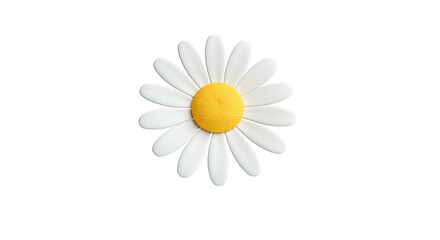 White chamomile flower on a white background