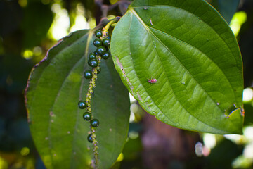 Black Pepper Plant with Green Peppercorns Growing on Vine in Organic Spice Plantation. Macro Photography Green Black Peppercorns on Plant Vine with Fresh Leaves in Herbal Farm. Fresh Black Pepper Vine