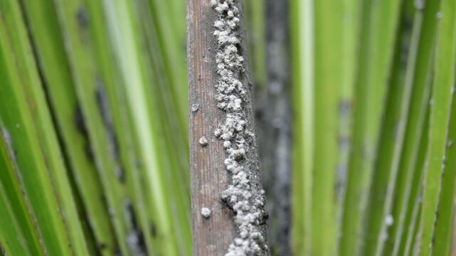 Black ants eating Brevicoryne brassicae. Its common names&nbsp;cabbage aphid&nbsp;and&nbsp;cabbage aphis. Its destructive&nbsp;aphid&nbsp;(plant louse) native to&nbsp;Europe&nbsp;that is now found in many other areas of the world.