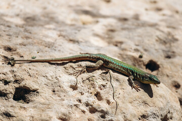 A detailed view of a green-colored Maltese wall lizard (Podarcis filfolensis) lying on a warm rock surface in bright sunlight, showcasing its vivid patterns and natural behavior in the wild