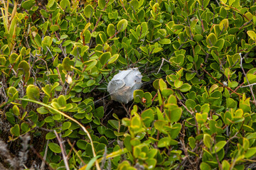 A spiders nest made of web on some green fynbos