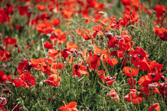 A vibrant field of red poppies in full bloom near the coast of Birzebbuga, Malta, with lush green wheat stalks adding texture and contrast on a bright spring day