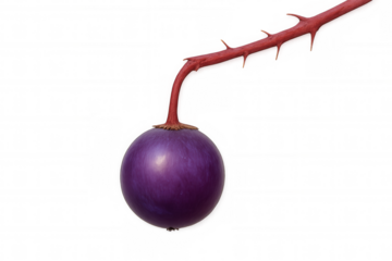 Purple solanum fruit hanging from thorny red stem, plant food isolated on transparent background