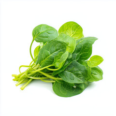 Fototapeta premium young malabar spinach shoots on white background
