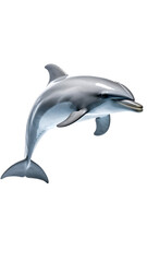 Obraz premium A sleek, grey dolphin leaps gracefully through the water, its body arched, showcasing its streamlined form and powerful tail