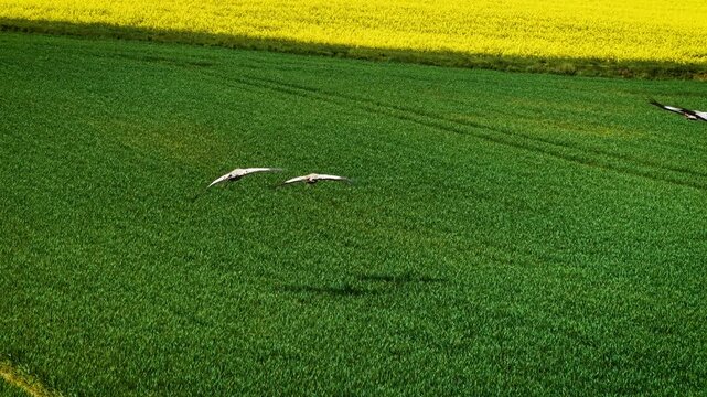 Cranes flying low over green field. Birds gliding above lush farmland. Flock soaring close to vibrant grassy plain