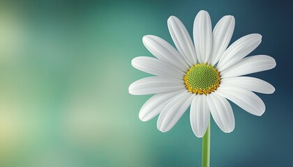 Fototapeta premium Single white daisy against soft teal and yellow background