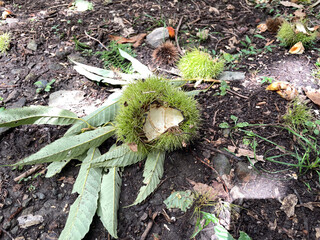 栗のイガが開いた状態