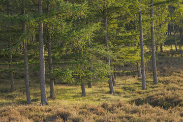 green larch forest on the ground, flowering heather, forest full of larch trees surrounded by heather, sunshine everywhere, the sun shines in the forest, Larix, Erica flower	